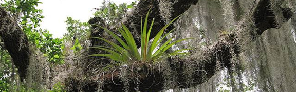 tillandsia org:/banners product categories/tillandsiabanner.jpg